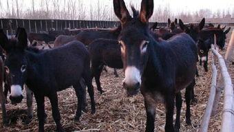 贱驴是国产的吗视频,揭秘国产动画新高度