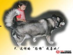 国产大狗视频大全下载,萌宠瞬间，欢乐集结