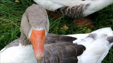 鸭子ty国产线看线观视频,揭秘鸭子ty生产线背后的故事